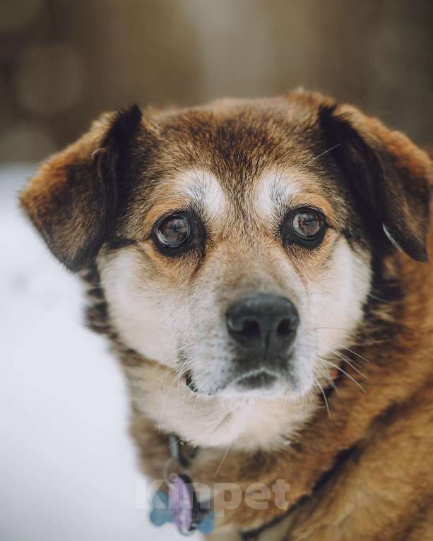 Собаки в Москве: Чудесная Клава ищет дом Девочка, Бесплатно - фото 1