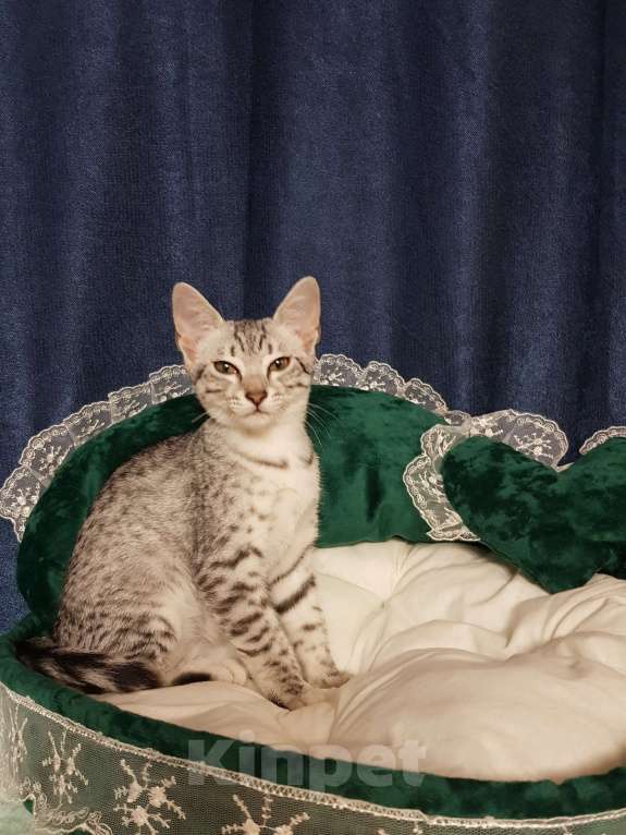 Кошки в Санкт-Петербурге: Кошечка редкой породы Египетская мау  Девочка, Бесплатно - фото 2