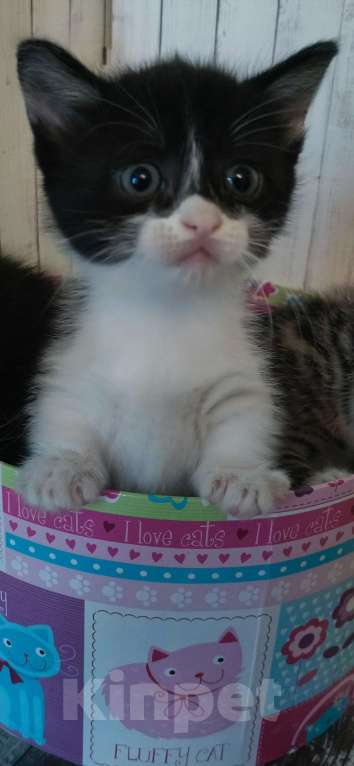 Кошки в Чите: Котята Манчкин  Девочка, 35 000 руб. - фото 3