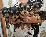 Собаки в Липецке: Щенки йоркширского терьера мини Мальчик, 17 500 руб. - фото 1