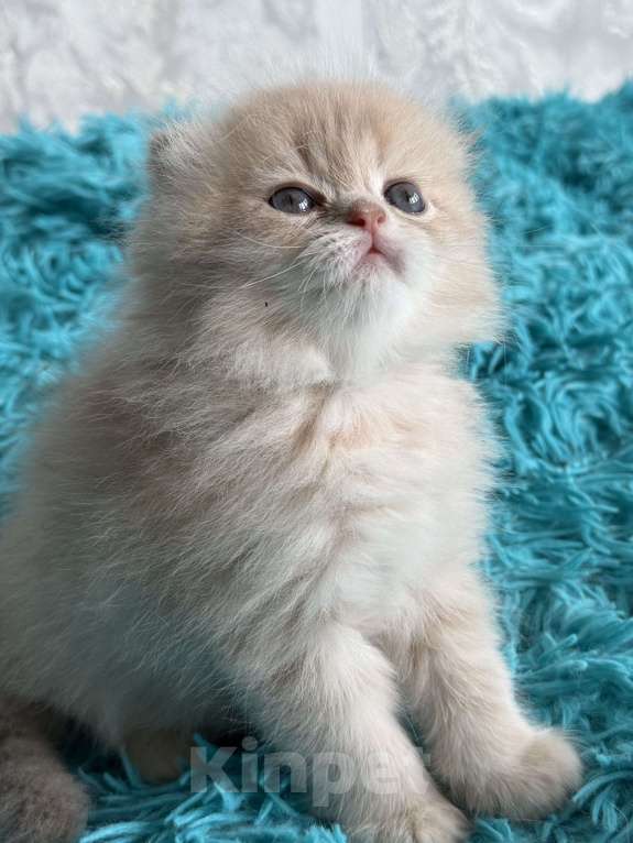 Кошки в Москве: Шотландские котята Девочка, Бесплатно - фото 1