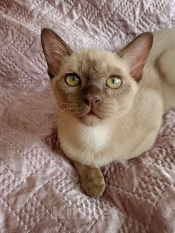 Кошки в Санкт-Петербурге: Бурманский котенок Рафаэль Мальчик, 40 000 руб. - фото 2