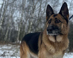 Собаки в Москве: В поисках семьи Девочка, Бесплатно - фото 1