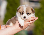 Собаки в Санкт-Петербурге: Щенки Вельш Корги Пемброк Мальчик, 60 000 руб. - фото 6