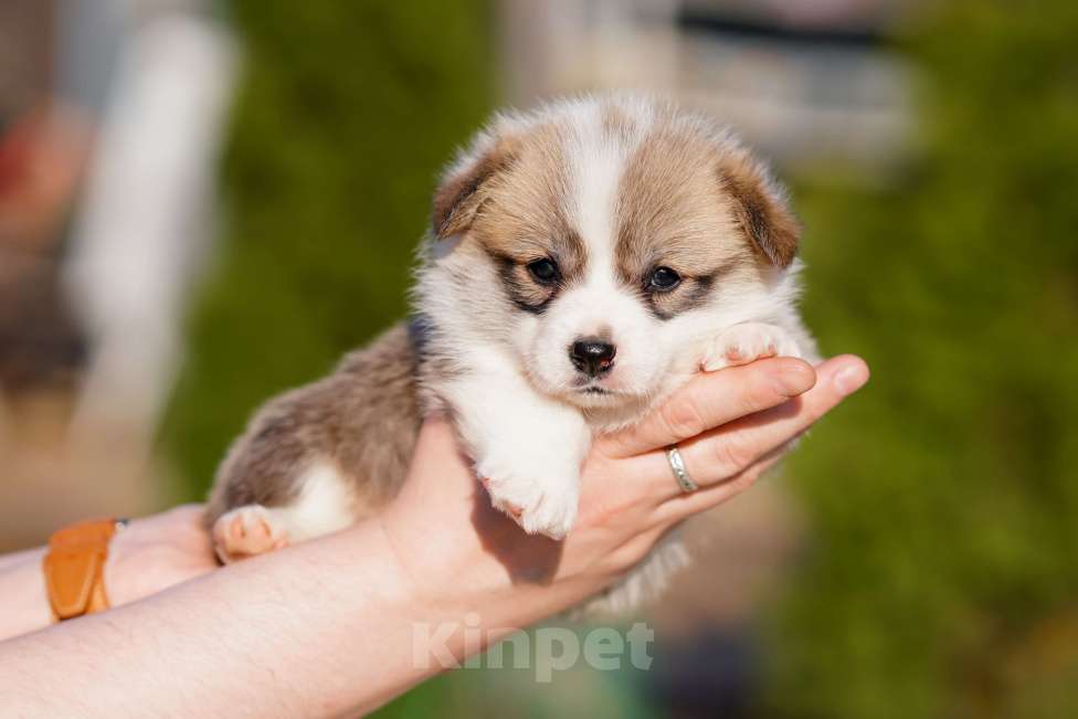 Собаки в Санкт-Петербурге: Щенки Вельш Корги Пемброк Мальчик, 60 000 руб. - фото 6