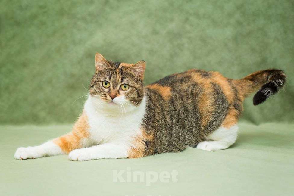 Кошки в Москве: Габи ищет дом Девочка, Бесплатно - фото 2