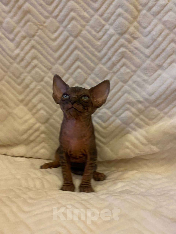 Кошки в Москве: Котёнок канадского сфинкса  Мальчик, 55 000 руб. - фото 7