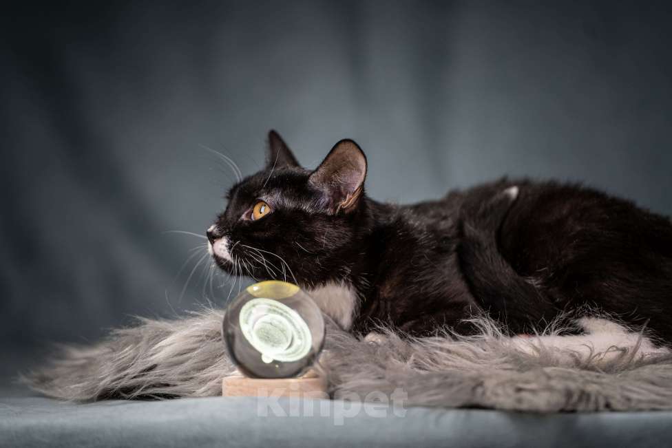 Кошки в Клине: Котюлька — очаровательная молодая кошечка Девочка, Бесплатно - фото 8