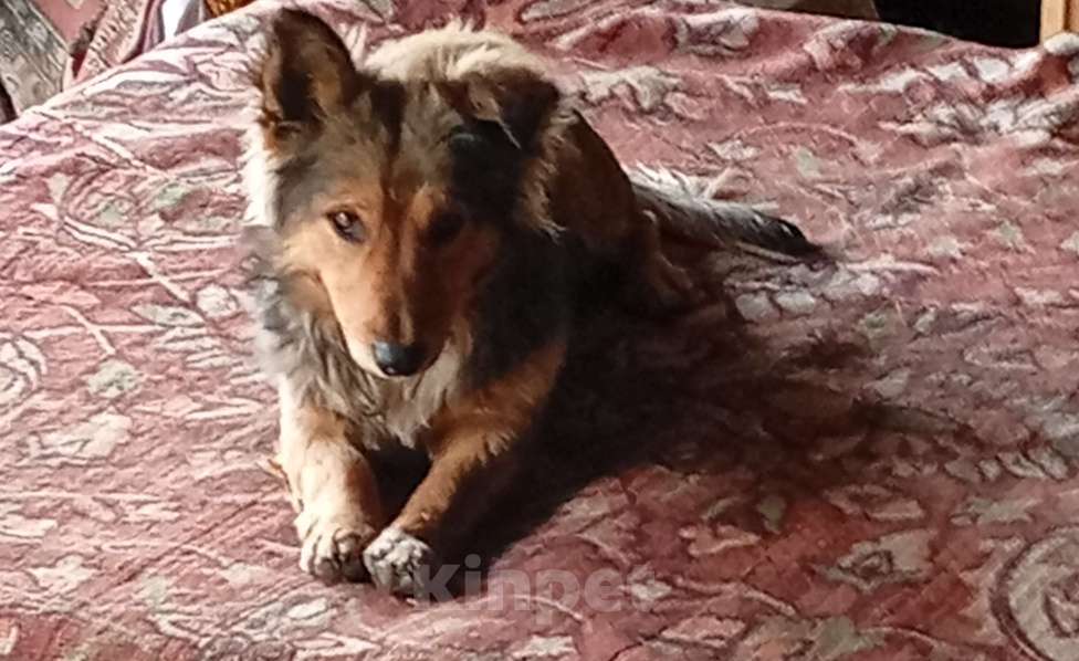 Собаки в других городах Краснодарского края: В добрые руки Мальчик, Бесплатно - фото 1