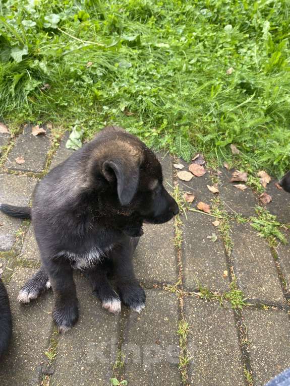 Собаки в Москве: Внуки хаски Девочка, 200 руб. - фото 4