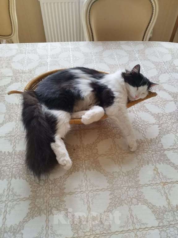 Кошки в других городах Московской области: ПРОПАЛ КОТ  Мальчик, 20 000 руб. - фото 3