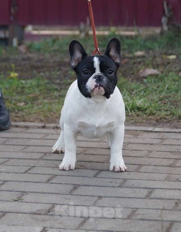Собаки в Воронеже: Французский бульдог Мальчик, 40 000 руб. - фото 4
