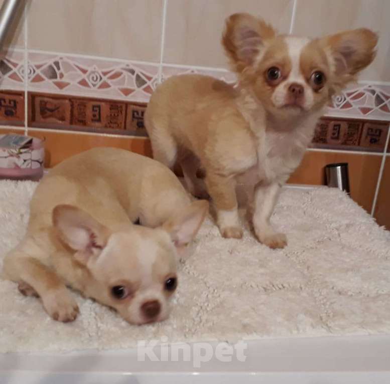 Собаки в Краснодаре: Щенки чихуахуа Девочка, Бесплатно - фото 2