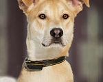 Собаки в Москве: Метис лабрадора Агат в дар Мальчик, Бесплатно - фото 1