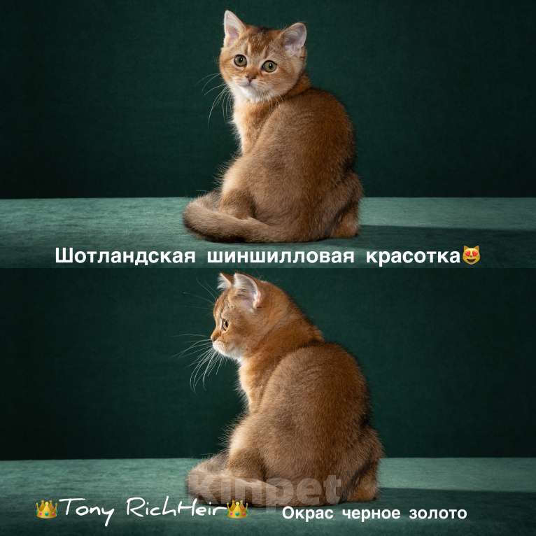Кошки в Екатеринбурге: Шотландская принцесса Девочка, 50 000 руб. - фото 1