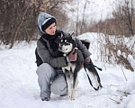 Собаки в Москве: Энергичный Сириус ищет дом! Мальчик, Бесплатно - фото 1