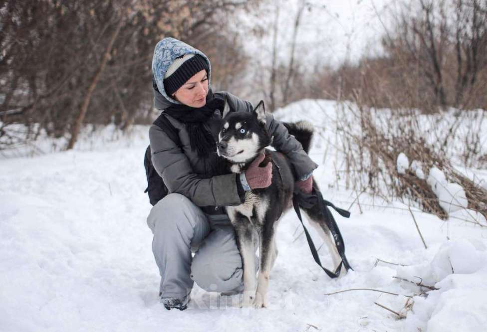Собаки в Москве: Энергичный Сириус ищет дом! Мальчик, Бесплатно - фото 1