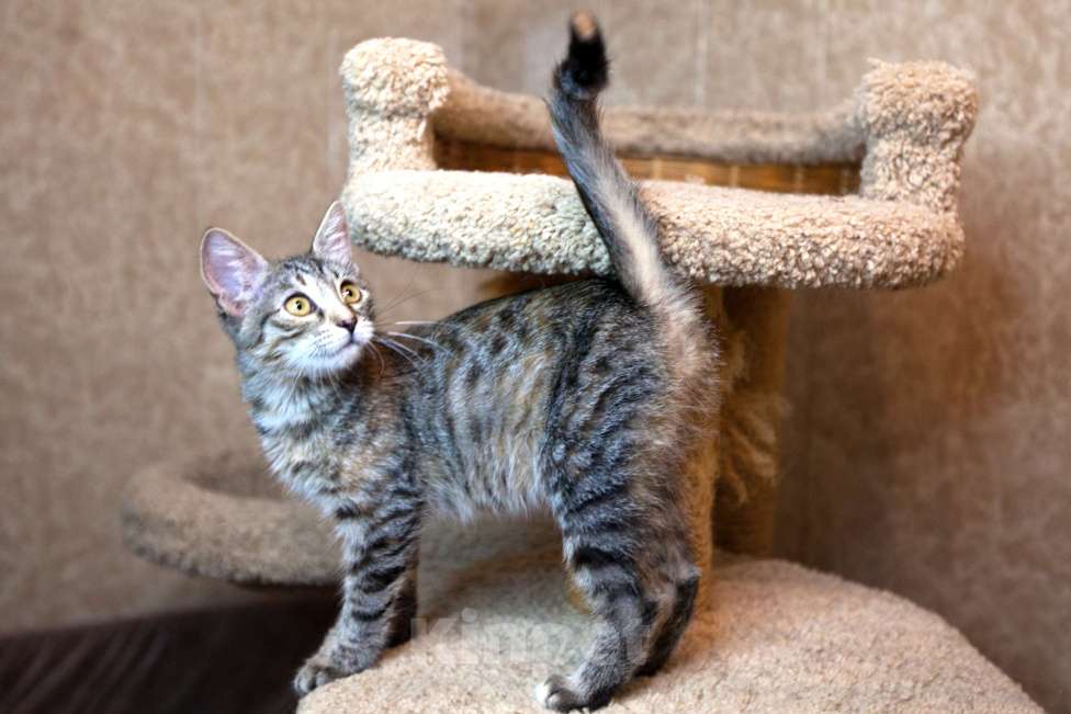 Кошки в Москве: Сэра едет на выставку-пристройство WOOF в Москву  Девочка, Бесплатно - фото 5