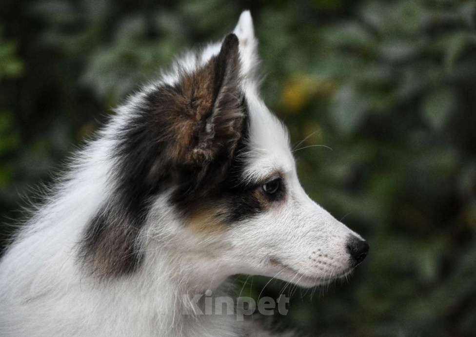 Собаки в Москве: Ненецкая оленегонная лайка. Сука Алекса. Девочка, 60 000 руб. - фото 1