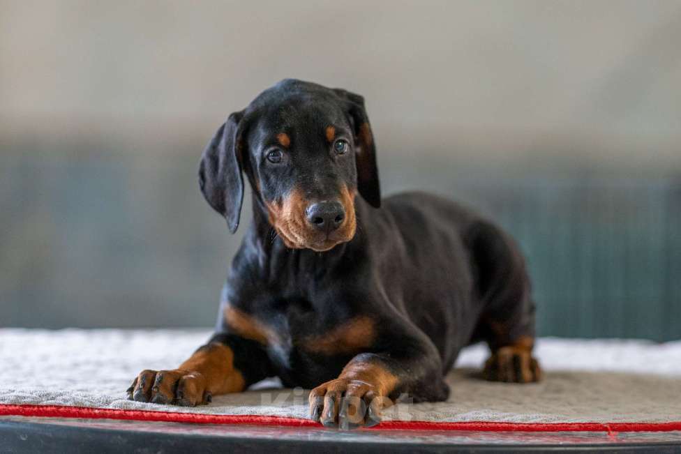 Собаки в Москве: Перспективные щенки добермана Мальчик, 80 000 руб. - фото 6