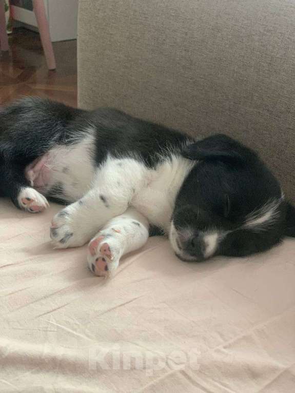 Собаки в Электростали: Билл Мальчик, 30 000 руб. - фото 2