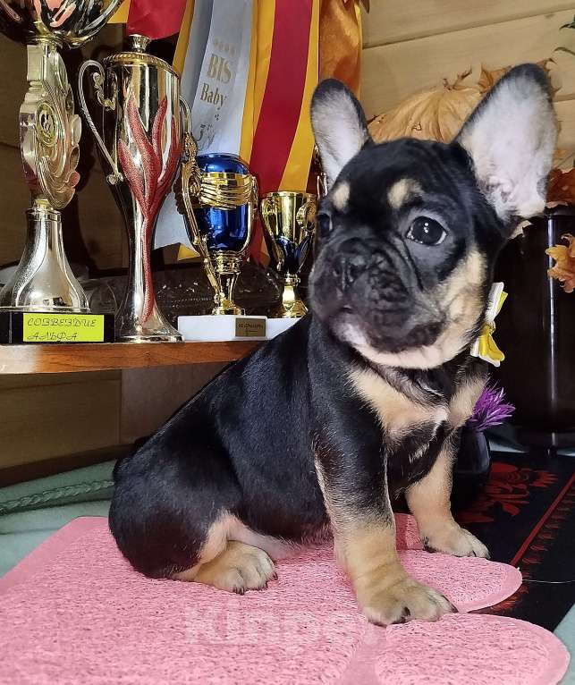 Собаки в Владимире: Девочка французский бульдог  Девочка, 80 000 руб. - фото 4