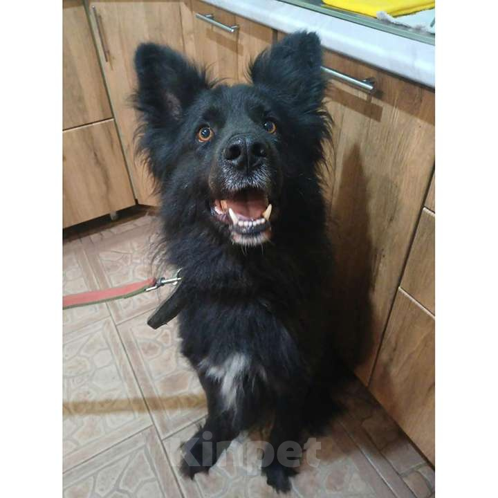 Собаки в Москве: Шикарный пёс ДЖИМ ищет семью Мальчик, 12 руб. - фото 4