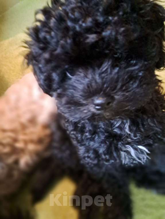 Собаки в Сочи: Премиальный окрас,micro девочка Девочка, 250 000 руб. - фото 6