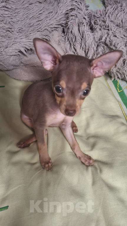 Собаки в Астрахани: Продам шоколадного мальчика той терьера  Мальчик, 10 000 руб. - фото 5