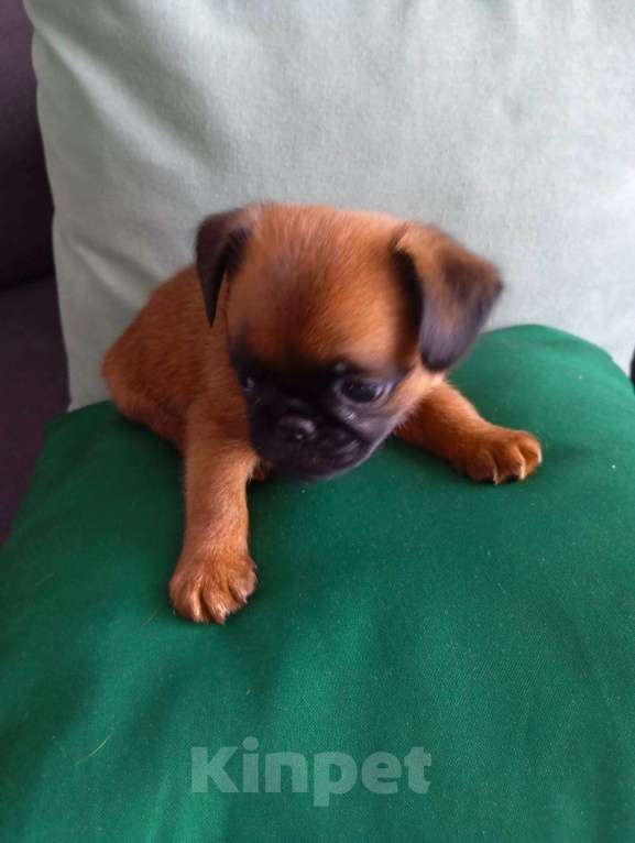 Собаки в Волгограде: Пти-брабансон Мальчик, 60 000 руб. - фото 2