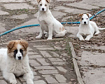 Собаки в Дедовске: Щенки ищут своего человека! Мальчик, Бесплатно - фото 1