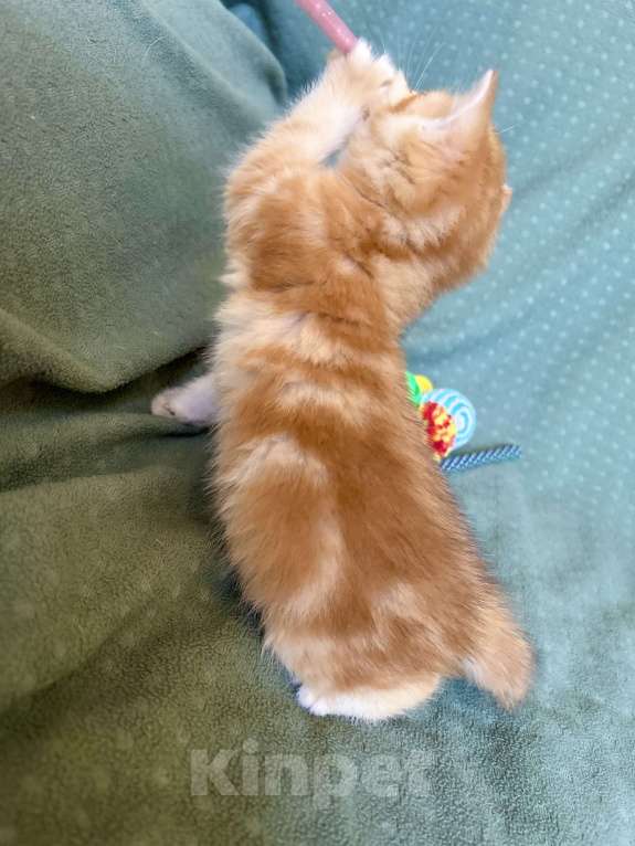 Кошки в Москве: Золотая мраморная шиншилла Девочка, 80 000 руб. - фото 6