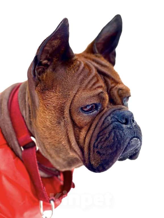 Собаки в Москве: Китайский чунцин Мальчик, 250 000 руб. - фото 4