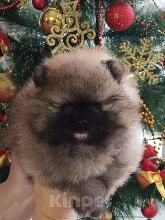 Собаки в Нижнем Новгороде: Мальчики Померанского шпица Мальчик, 40 000 руб. - фото 3