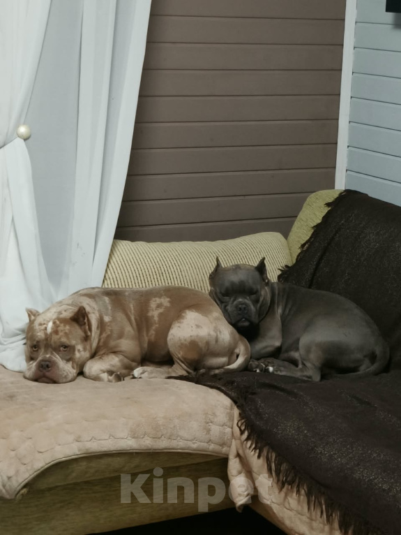 Собаки в Лыткарино: AMERICAN BULLY   девочка Девочка, 65 000 руб. - фото 9