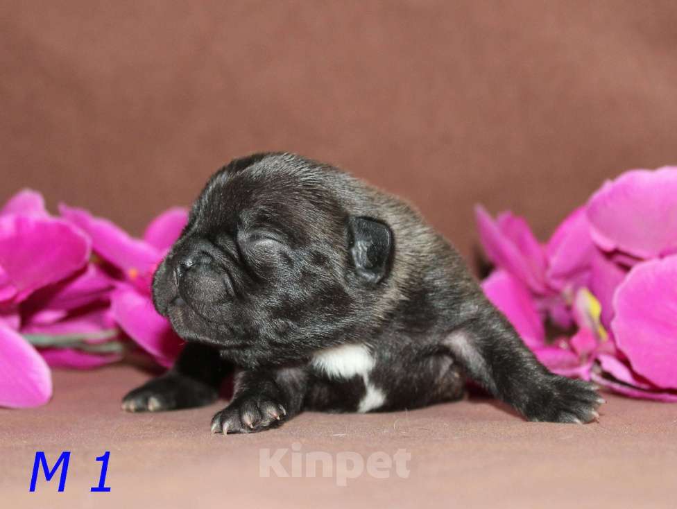 Собаки в Брянске: Французский бульдог щенки Мальчик, 30 000 руб. - фото 7