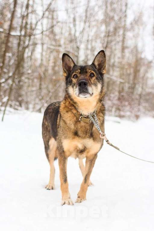Собаки в Москве: Штурман Мальчик, Бесплатно - фото 3