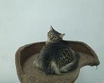 Кошки в Балашихе: котенок в добрые руки Девочка, Бесплатно - фото 3