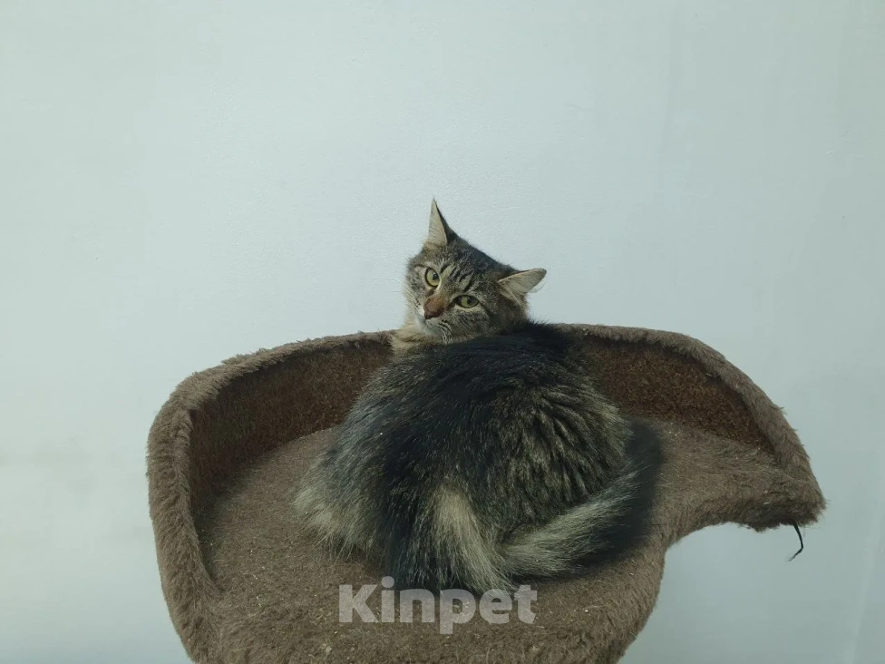 Кошки в Балашихе: котенок в добрые руки Девочка, Бесплатно - фото 3