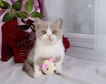 Кошки в Мурином: Британский котик окраса лиловый биколор Мальчик, 30 000 руб. - фото 5