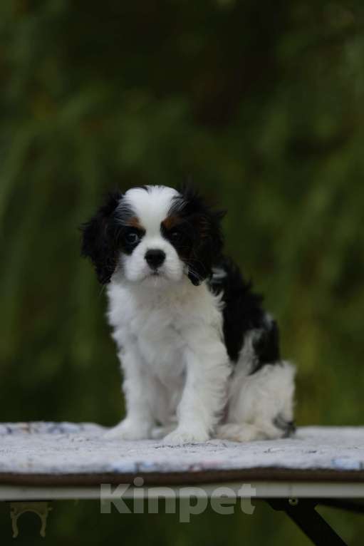 Собаки в Москве: Анса Перл Нуар Девочка, 90 000 руб. - фото 2