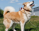 Собаки в Химках: Рыжий пес Мальчик, Бесплатно - фото 6