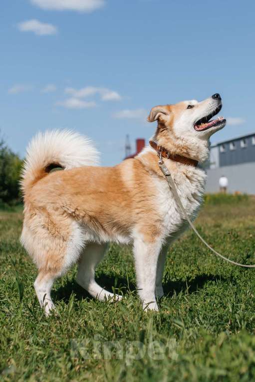 Собаки в Химках: Рыжий пес Мальчик, Бесплатно - фото 6