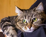 Кошки в Москве: Кошка Пуся ищет дом! Девочка, Бесплатно - фото 6