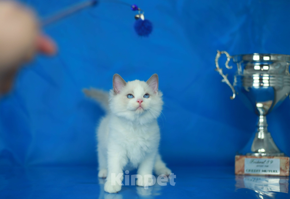 Кошки в Москве: Рэгдолл котенок блю биколор Мальчик, 70 000 руб. - фото 4