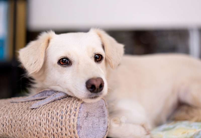 Собаки в Москве: Белый маленький коротколапик Лютик в добрые руки Мальчик, 1 руб. - фото 3