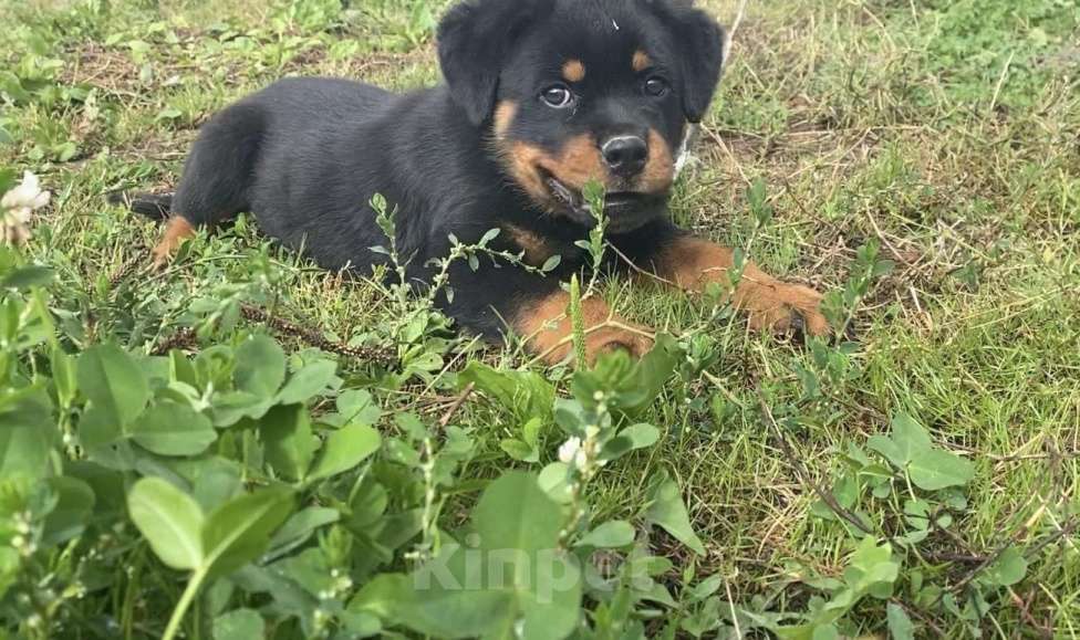 Собаки в Санкт-Петербурге: Щенки ротвейлеры Девочка, 20 000 руб. - фото 6