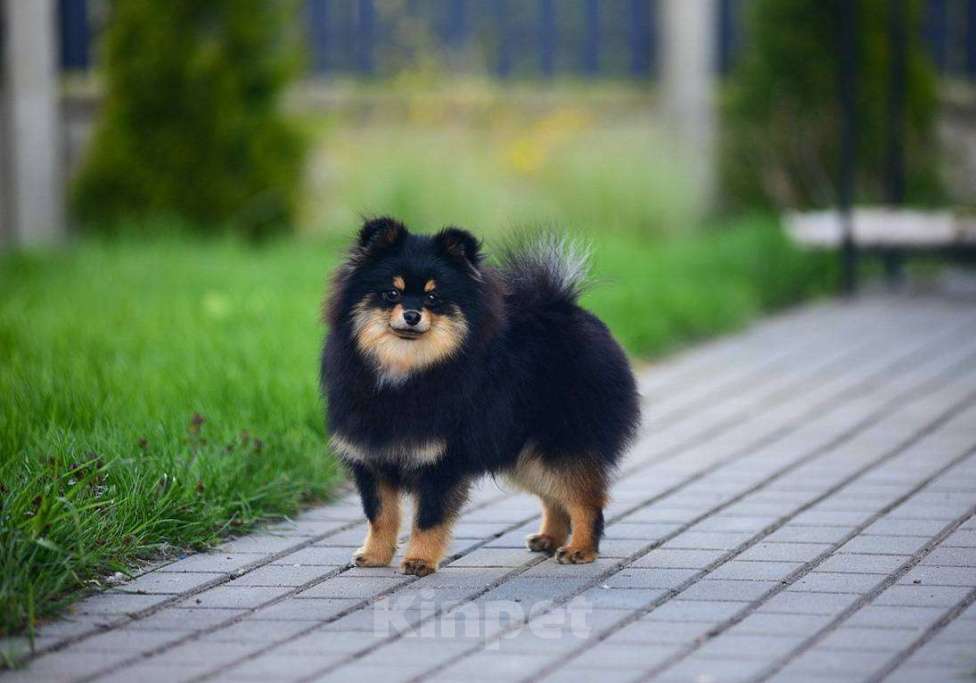Собаки в Москве: Для любителей померанских шпицов. Очаровательный мальчик. Мальчик, 80 000 руб. - фото 4