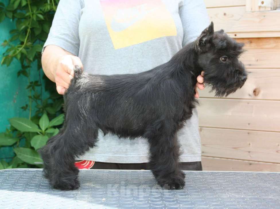 Собаки в Александрове: Красавец Мальчик, 60 000 руб. - фото 2