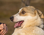 Собаки в Москве: Белая ласковая собачка Зайка в добрые руки Девочка, Бесплатно - фото 2